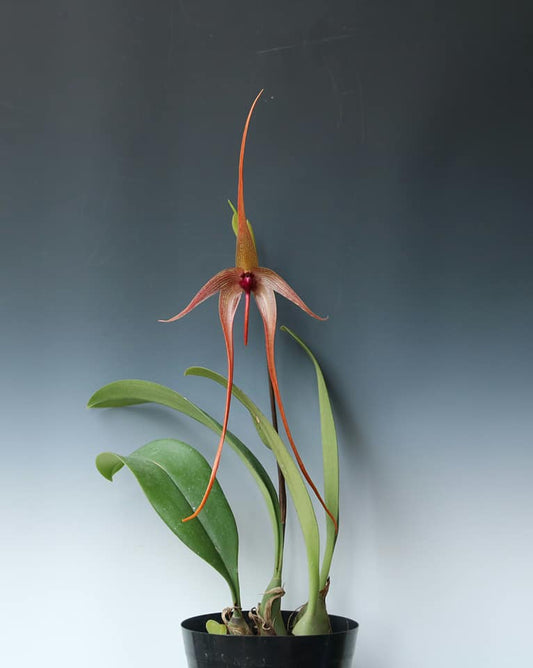 IN BUD! Bulbophyllum echinolabium (native to Sulawesi and Borneo) LARGE FLOWER