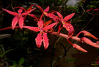 Renanthera Memoria Robin Musolino