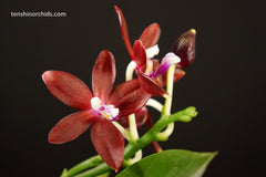 Phal. tetraspis Red (FLASK/TISSUE CULTURE 15+ PLANTS)