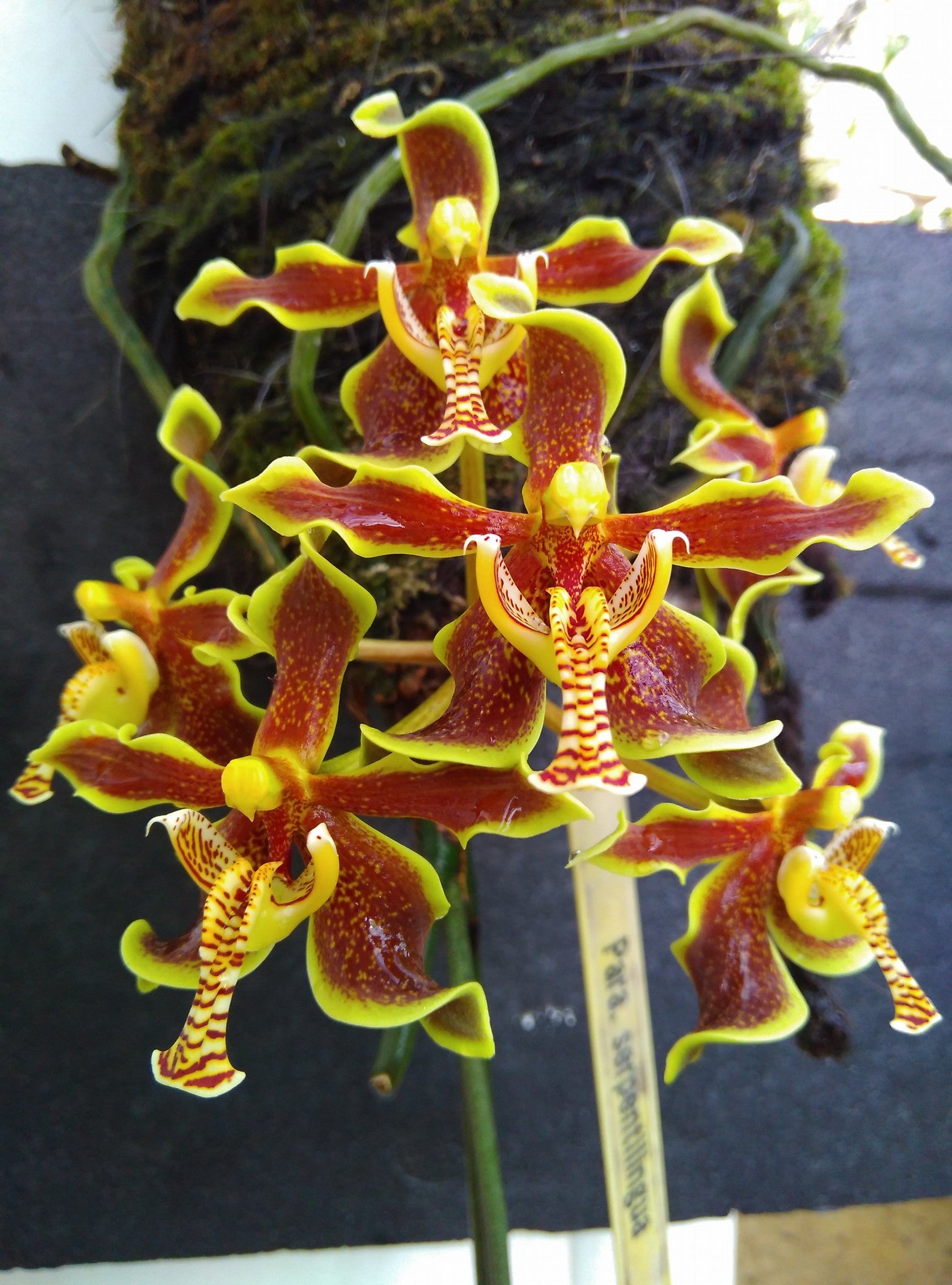 Paraphalaenopsis labukensis (RARE SPECIES FROM BORNEO) Main image
