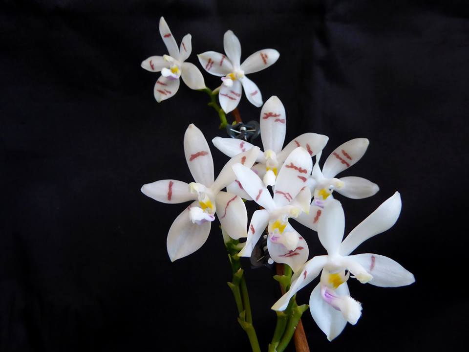 Phalaenopsis tetraspis (syn. speciosa) FRAGRANT SPECIES Flowering Size