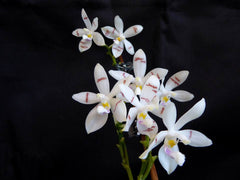 IN SPIKE! - Phalaenopsis tetraspis (syn. speciosa) FRAGRANT SPECIES