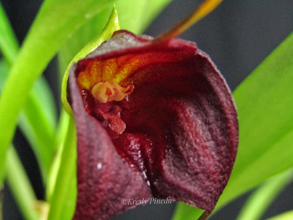 Masdevallia Rein Wine x Bella Donna Secondary image