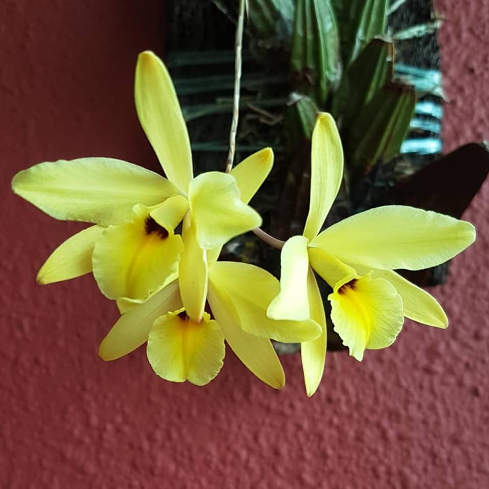 TOP Flask - Laelia rubescens aurea x sib