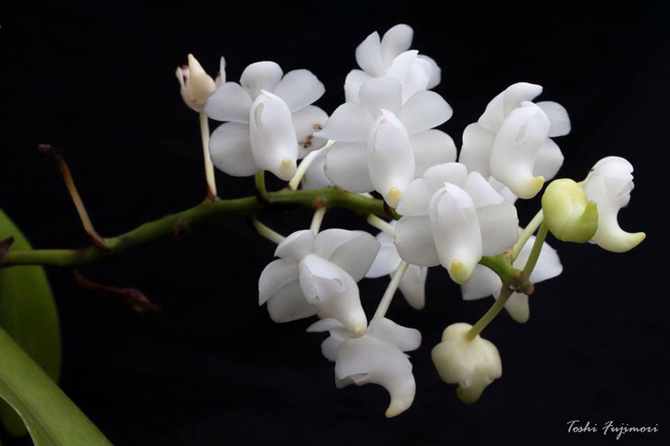 Aerides quinquevulnera alba (Species)