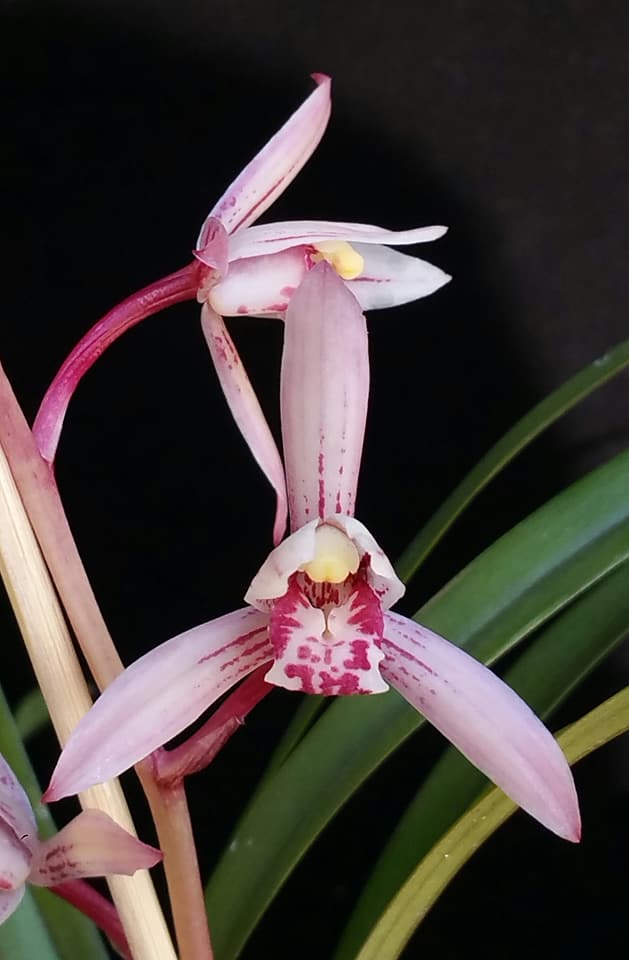 Grammatocymbidium Indrajit x Cymbidium Little Black Sambo Main image