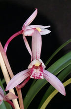 Grammatocymbidium Indrajit x Cymbidium Little Black Sambo