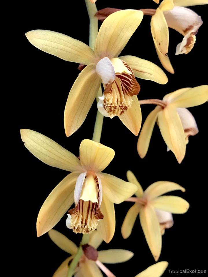 Coelogyne Tomentosa (From Borneo) In Spike Now