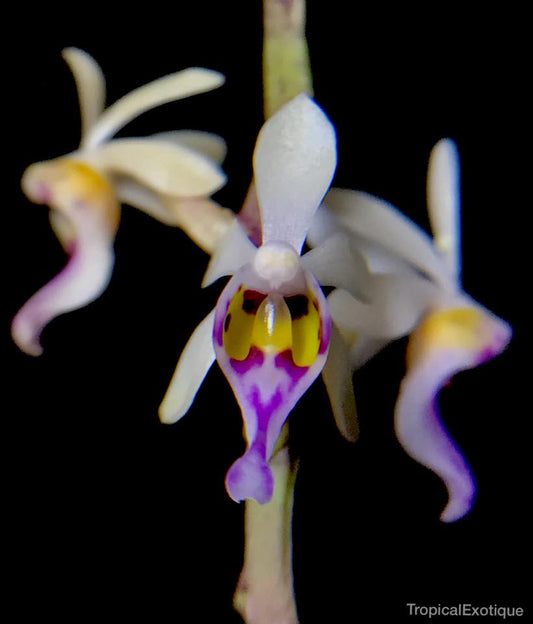 Diploprora Truncata