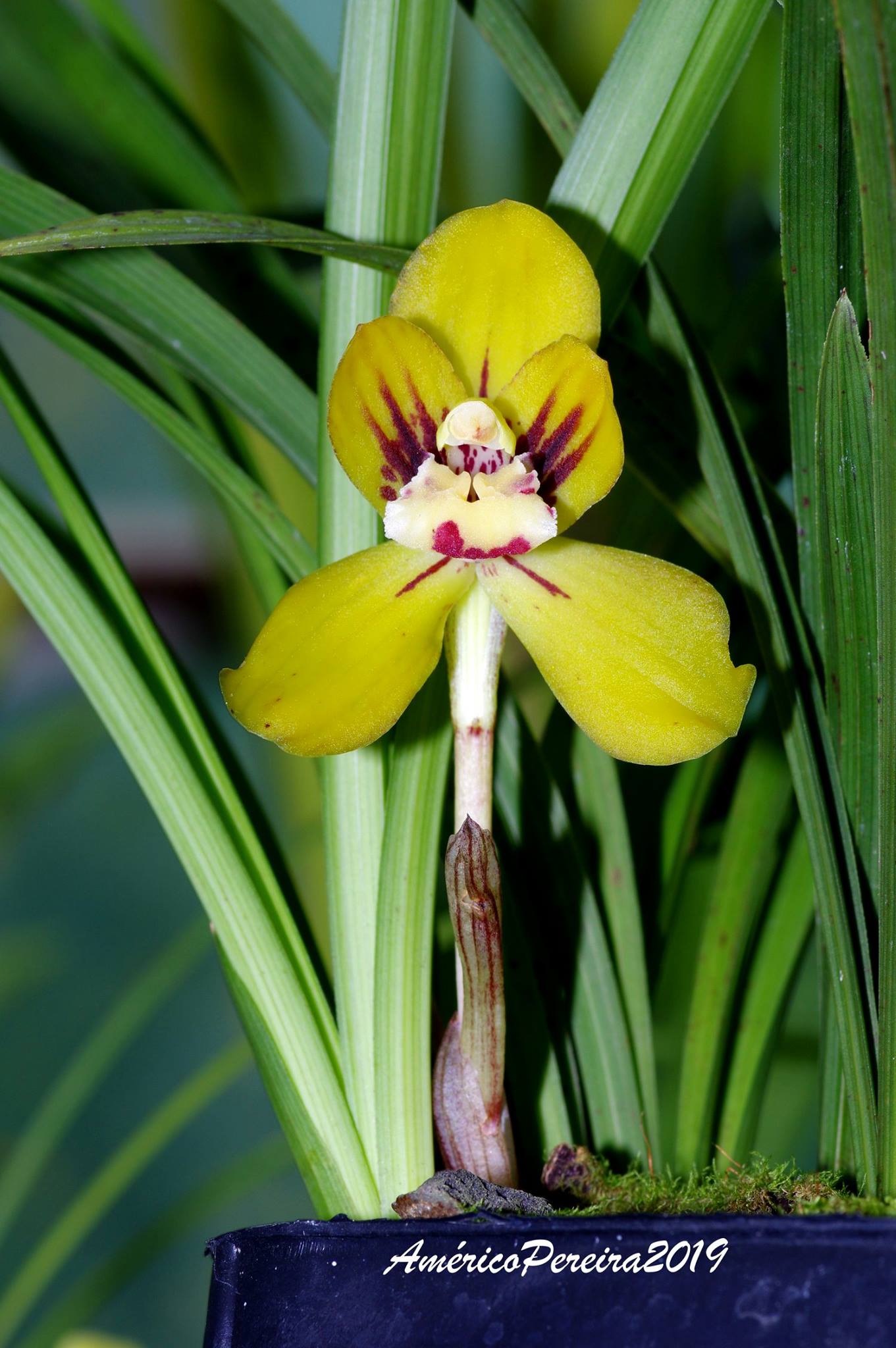 Cym. goeringii Hung Jin Da Fu Cui (FLASK/TISSUE CULTURE 25 PLANTS) Main image