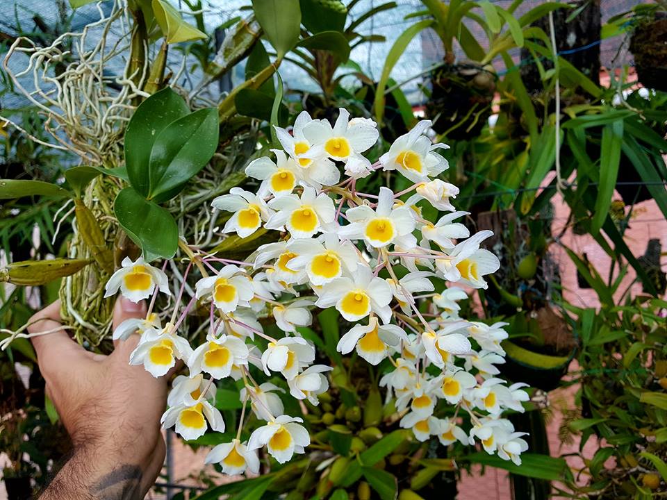Fragrant Species Dendrobium Palpebrae Main image
