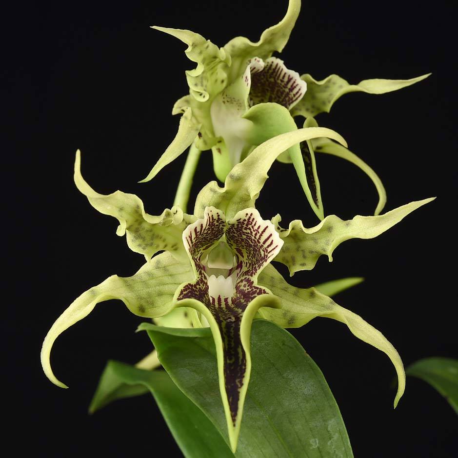 Den. Alexandrae X Den. Pacificum 'First One'