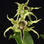 Den. Alexandrae X Den. Pacificum 'First One'