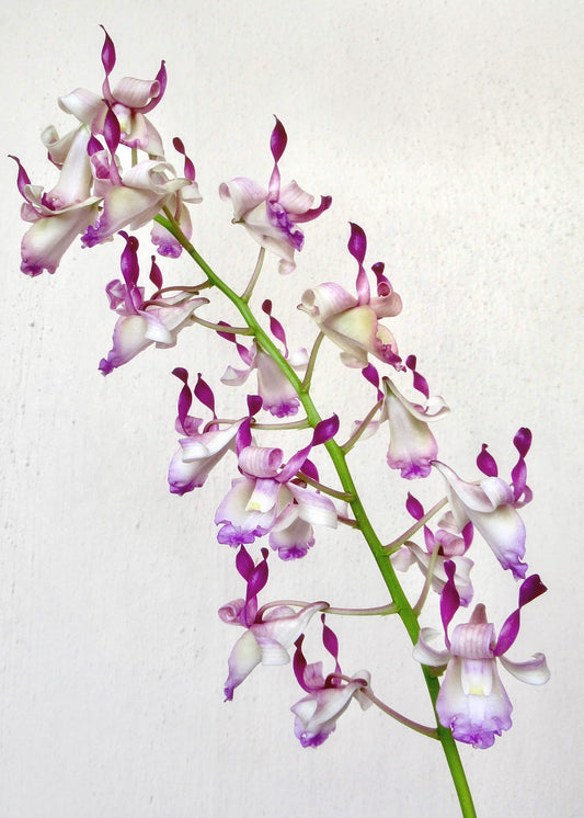 50MM TUBE Dendrobium tangerinum x Dendrobium taurinum