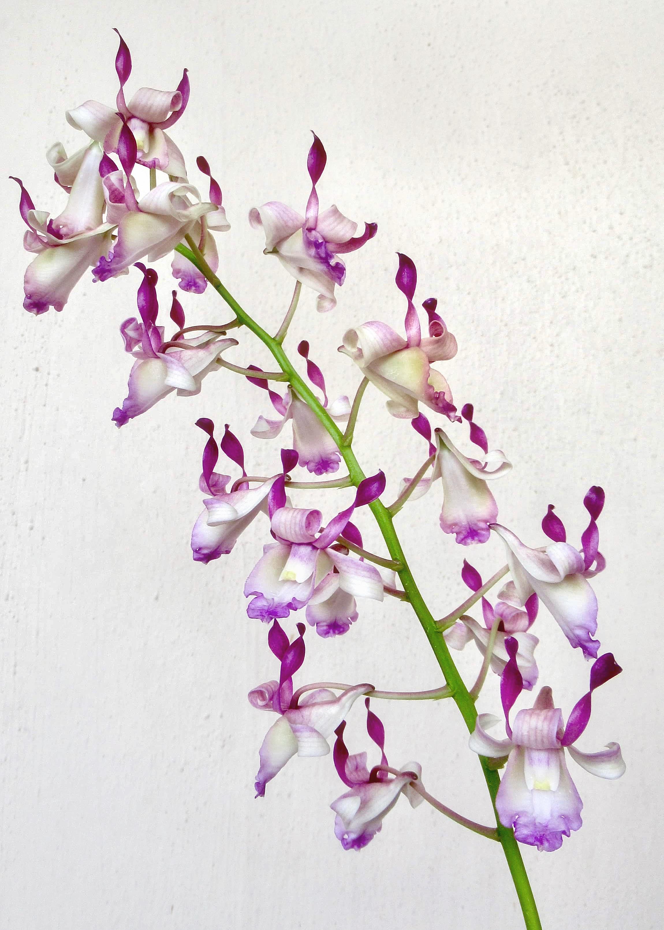 Dendrobium Tangerinum x Dendrobium Taurinum Secondary image