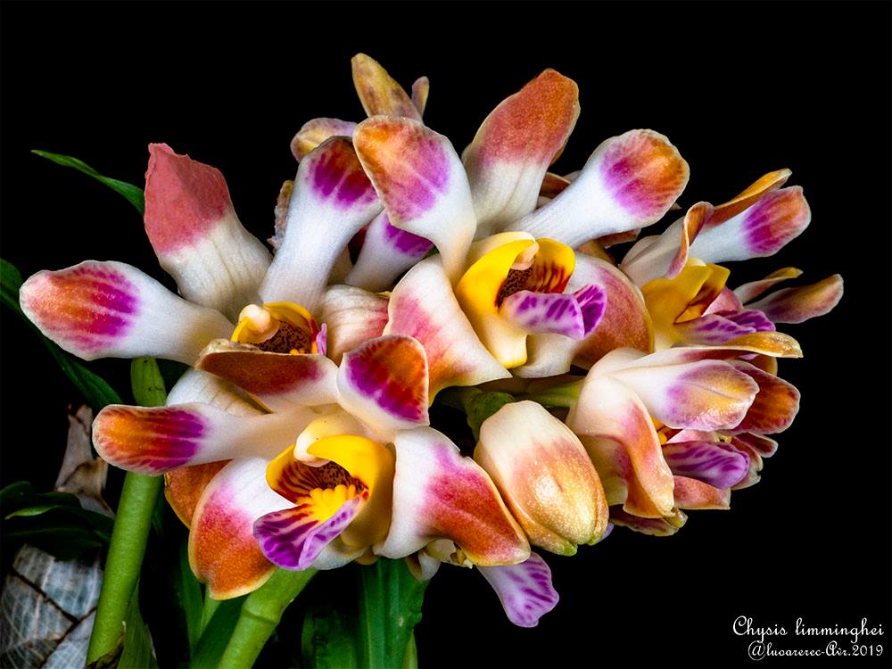 Flowering Size Chysis limminghei   (RARE SPECIES) Main image