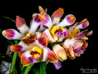 Flowering Size Chysis limminghei   (RARE SPECIES)