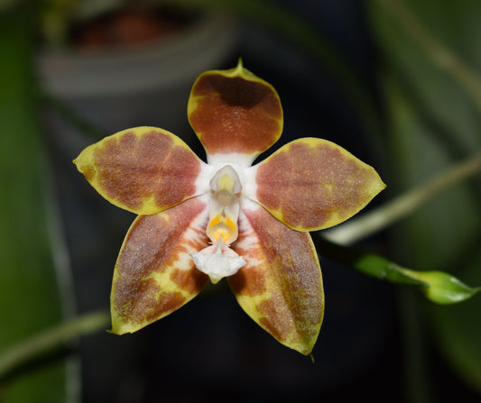 Phalaenopsis venosa (RARE)