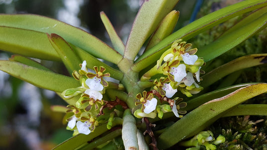 Trichoglottis triflora (FLOWERING SPECIES)