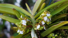 Trichoglottis triflora (FLOWERING SPECIES)