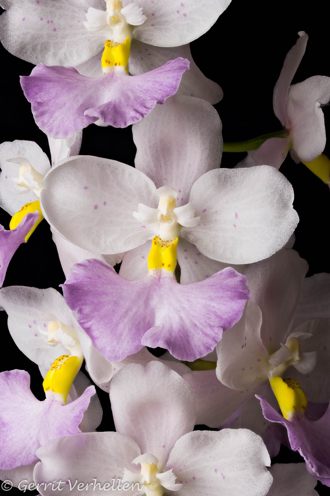 Cuitlauzina pendula (RARE- FRAGRANT) Main image