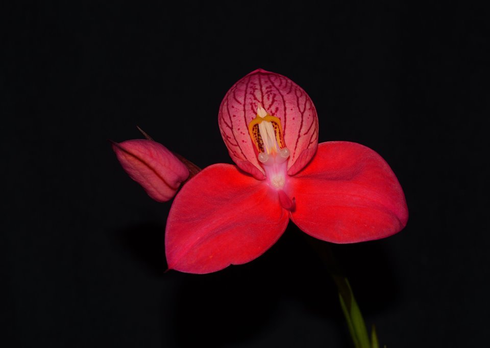 Disa uniflora x unitrikew FLASK/TC Main image