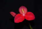 Disa uniflora x unitrikew FLASK/TC