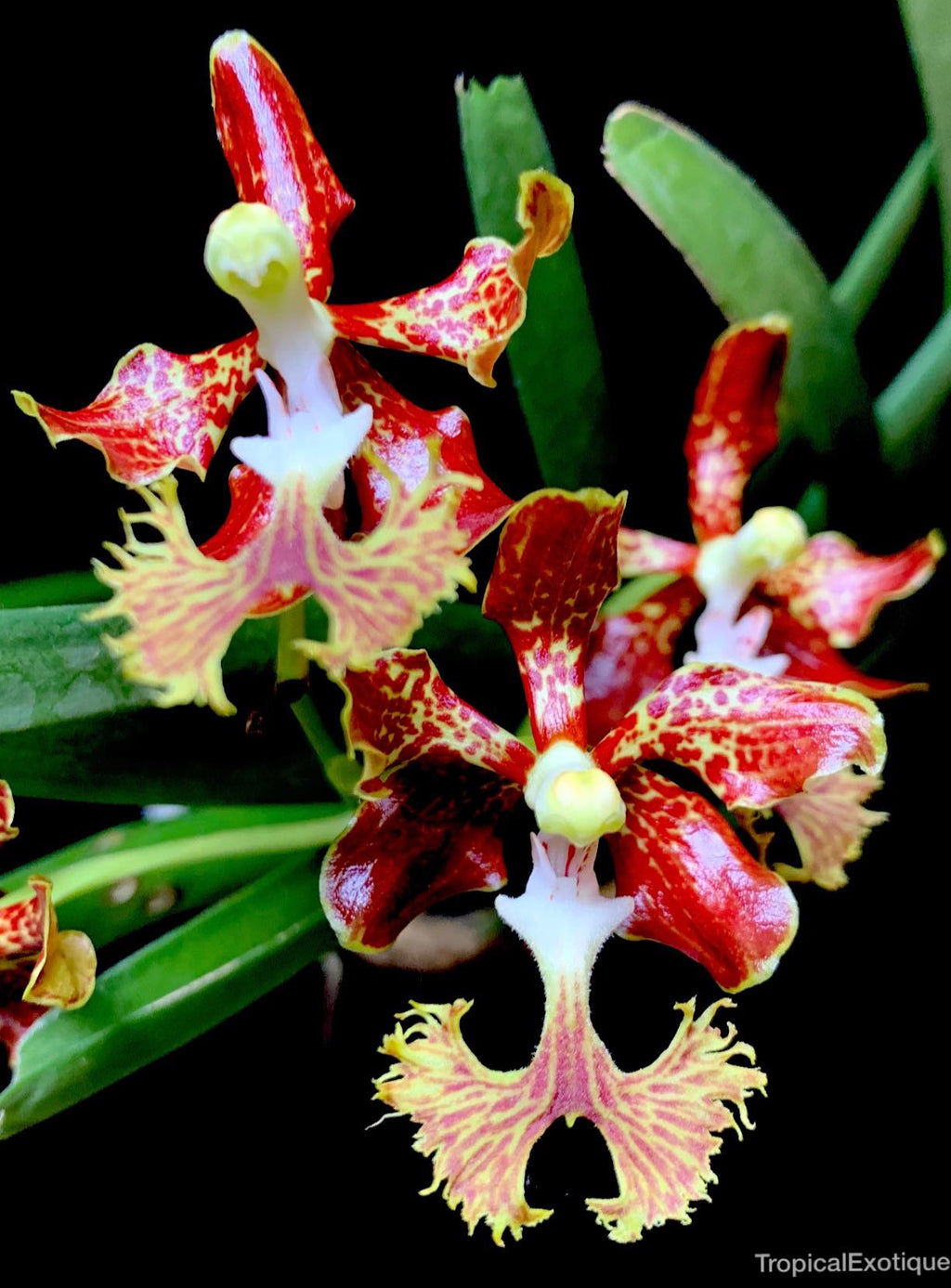 Vanda roeblingiana x coerulea f. delicata