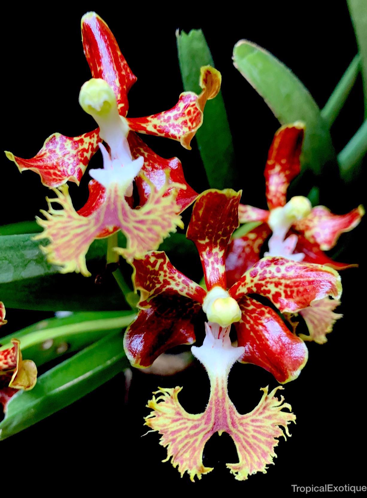 Vanda roeblingiana x coerulea f. delicata