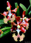 Vanda roeblingiana x coerulea f. delicata