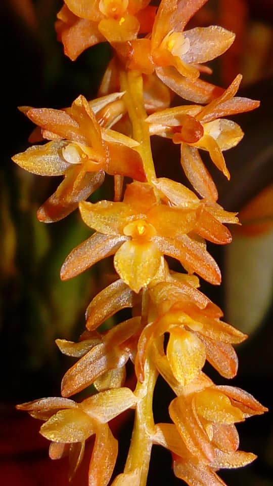 Dendrochilum convallariiforme (ORANGE- FRAGRANT)