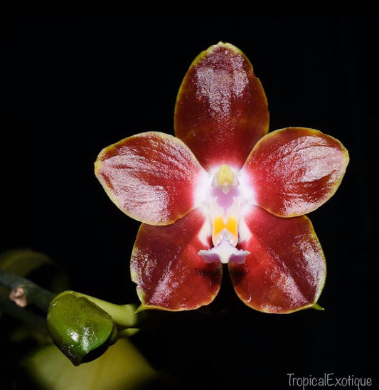 Phalaenopsis venosa 'Bronze' x venosa 'Mahogany' (Beautiful Hybrid)