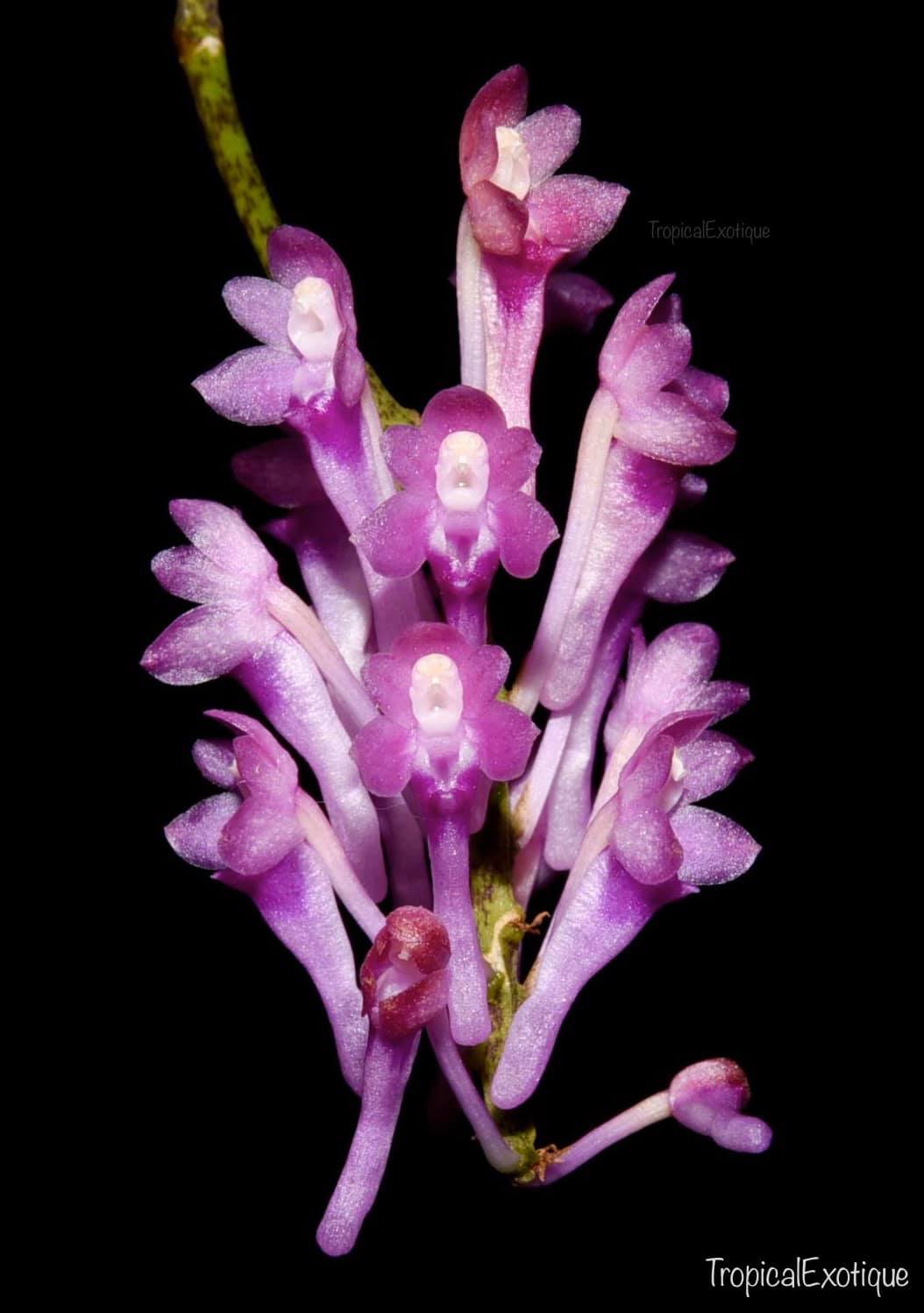Robiquetia pachyphylla (RARE FLOWERING SIZE SPECIES) Main image