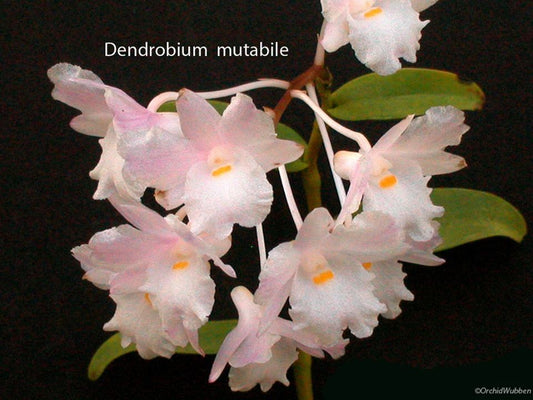 Dendrobium Mutabile (Rare Species)