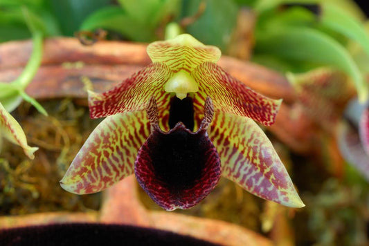 TOP - Promenaea Kiwi Raider