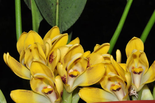 Maxillaria Perryae (Species From Ecuador)