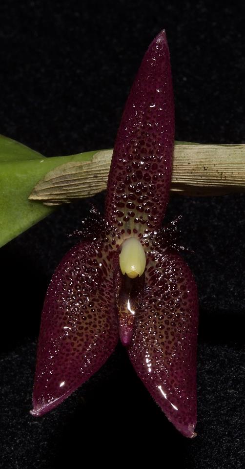 Myoxanthus serripetalus (Unusal Orchid Species From Ecuador)