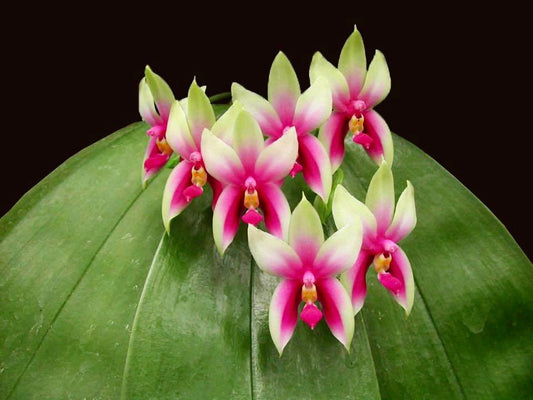 Fragrant Species Phalenopsis Bellina(Flowering Size)