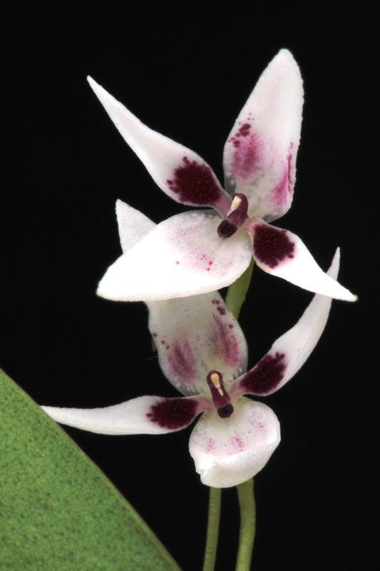 Pleurothallis Viduata (Species From Ecuador)