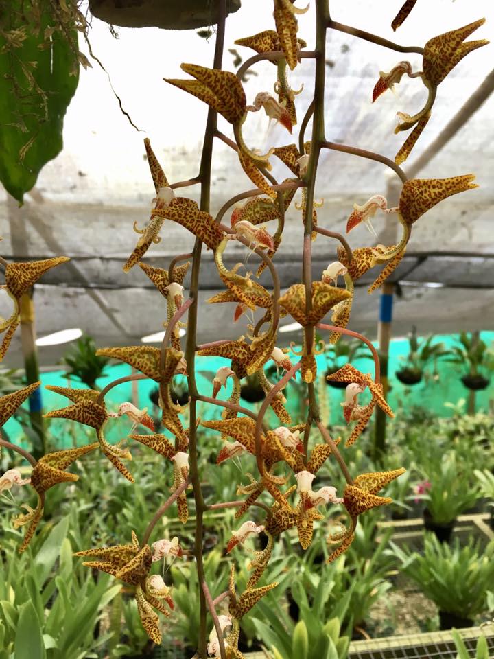Gongora gratulabunda (syn. flaveola) Secondary image