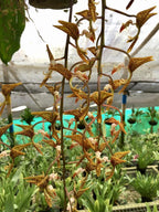 Gongora gratulabunda (syn. flaveola)