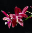 Phalaenopsis tetraspis red x KS Blue Samera