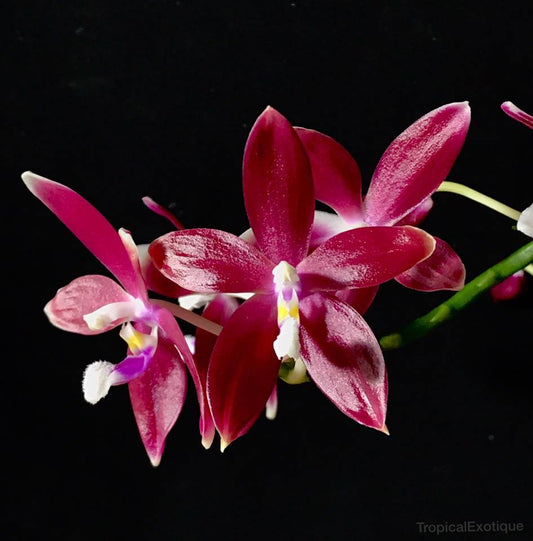 Phalaenopsis tetraspis red x KS Blue Samera