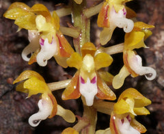 Robiquetia aberrans (syn. Malleola baliensis)