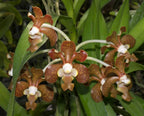 Vanda brunnea (The Light Brown Vanda Species From Thailand)
