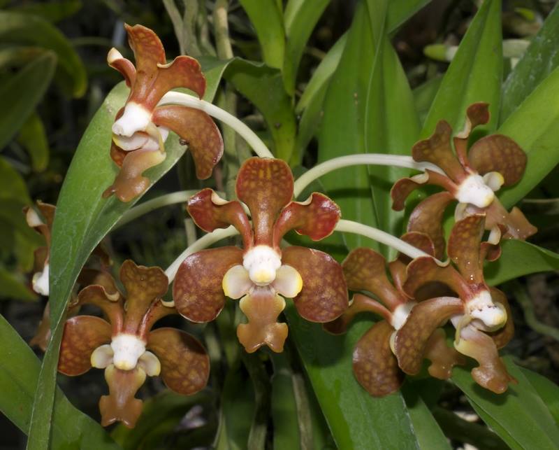 Vanda brunnea (The Light Brown Vanda Species From Thailand)