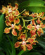 Vanda Arcuata (Fragrant Species)