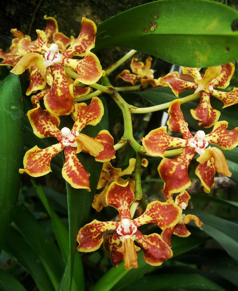 Vanda Arcuata (Fragrant Species)