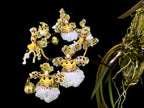 Trichocentrum jonesianum (Species from Brazil)