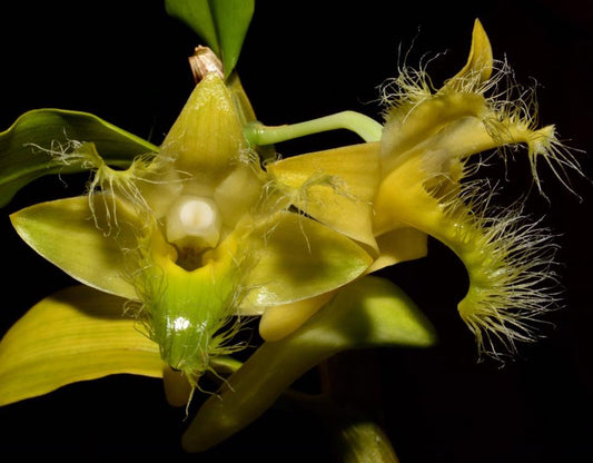 Dendrobium roslii x sib (FLASK/TISSUE CULTURE 25 PLANTS)